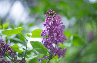 У столиці почався сезон цвітіння бузку: перелік адрес для прогулянки