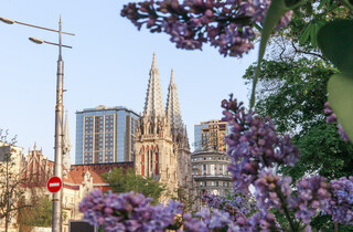 У столиці почався сезон цвітіння бузку: перелік адрес для прогулянки