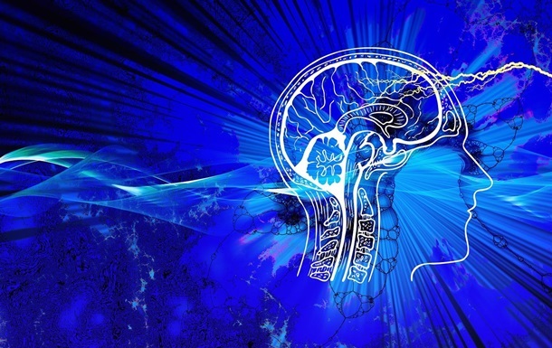 Вчені вперше відтворили нервовий контур мозку