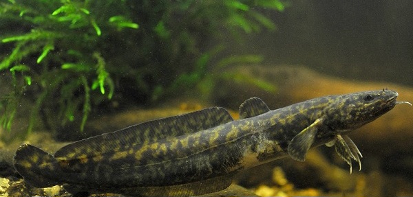 Браконьєр упіймав на Поліссі червонокнижну рибу