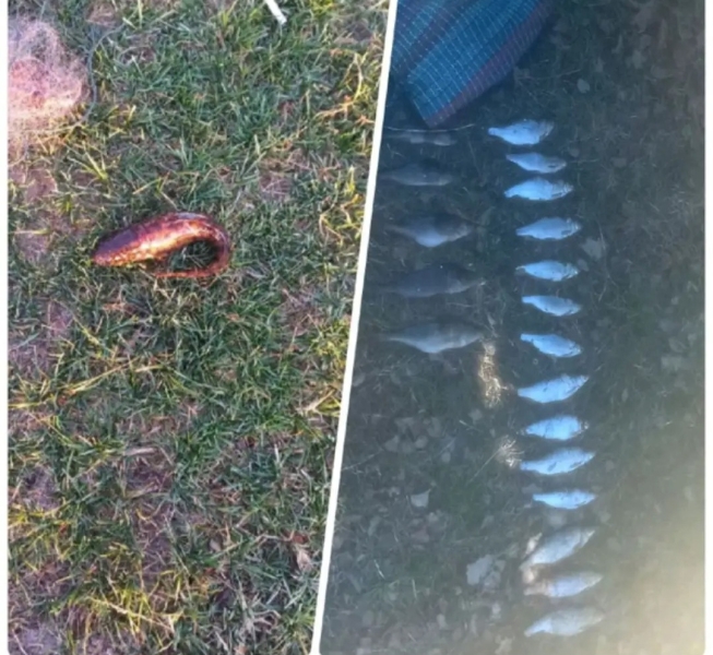 Браконьєр упіймав на Поліссі червонокнижну рибу