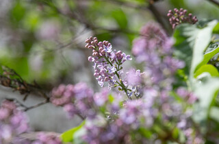 У столиці почався сезон цвітіння бузку: перелік адрес для прогулянки