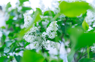 У столиці почався сезон цвітіння бузку: перелік адрес для прогулянки