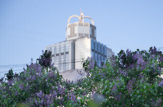 У столиці почався сезон цвітіння бузку: перелік адрес для прогулянки