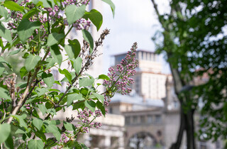 У столиці почався сезон цвітіння бузку: перелік адрес для прогулянки