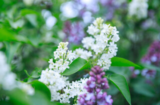 У столиці почався сезон цвітіння бузку: перелік адрес для прогулянки