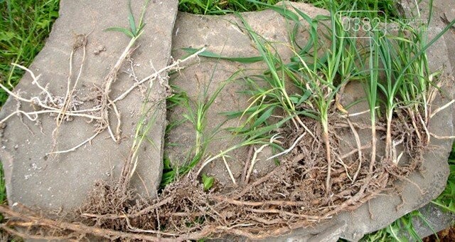 Пирій повзучий: 1 пагін — і бур’ян відродиться. Як знищити його назавжди