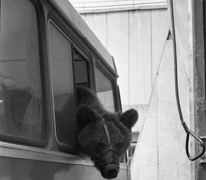 Фотокор &laquo;Вечірки&raquo; сфотографував ведмедя в центрі Дніпра