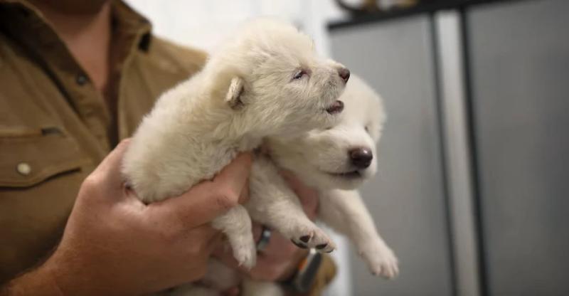 Як із серіалу "Гра престолів": американські вчені за допомогою генної модифікації відтворили трьох дитинчат лютововка