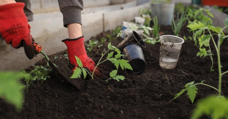 Квітень на городі та в саду: Місячний посівний календар