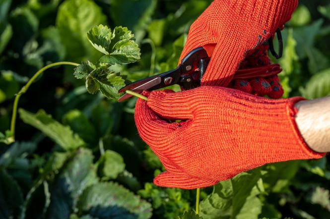 Квітень на городі та в саду: Місячний посівний календар