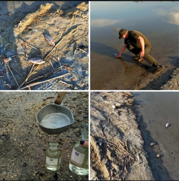 Мор риби на Миколаївщині: на місці працюють екологи, - ФОТО