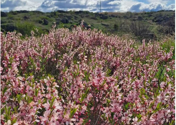 На Дніпропетровщині розквітнув степовий мигдаль