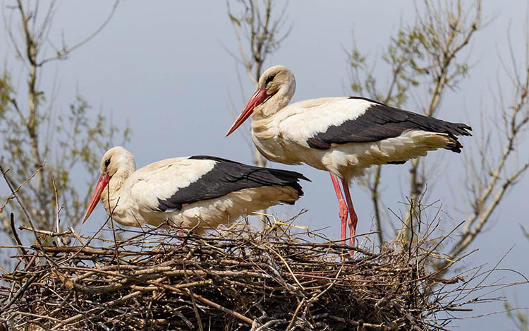 На Дніпропетровщині загніздилися білі лелеки