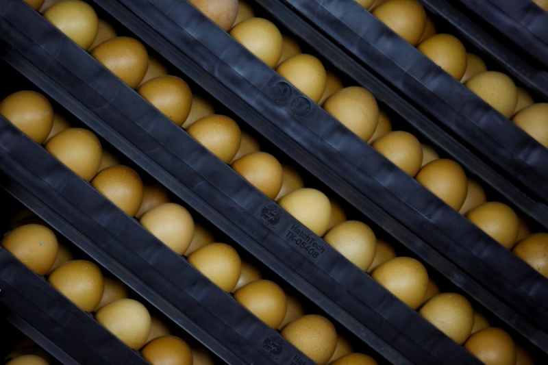 Напередодні Великодня ціни на яйця в США піднімаються до історичних максимумів, - Axios