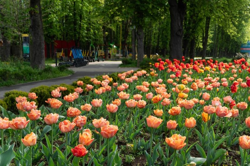 Не сакурами єдиними: в Ужгороді розквітли тисячі різнобарвних тюльпанів