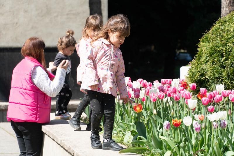 Не сакурами єдиними: в Ужгороді розквітли тисячі різнобарвних тюльпанів