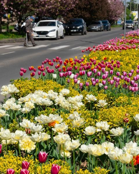 Не сакурами єдиними: в Ужгороді розквітли тисячі різнобарвних тюльпанів
