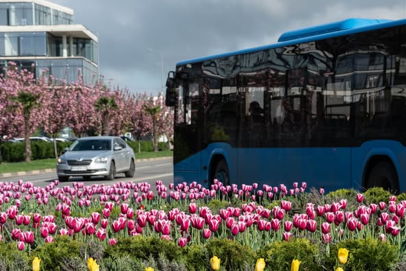 Не сакурами єдиними: в Ужгороді розквітли тисячі різнобарвних тюльпанів