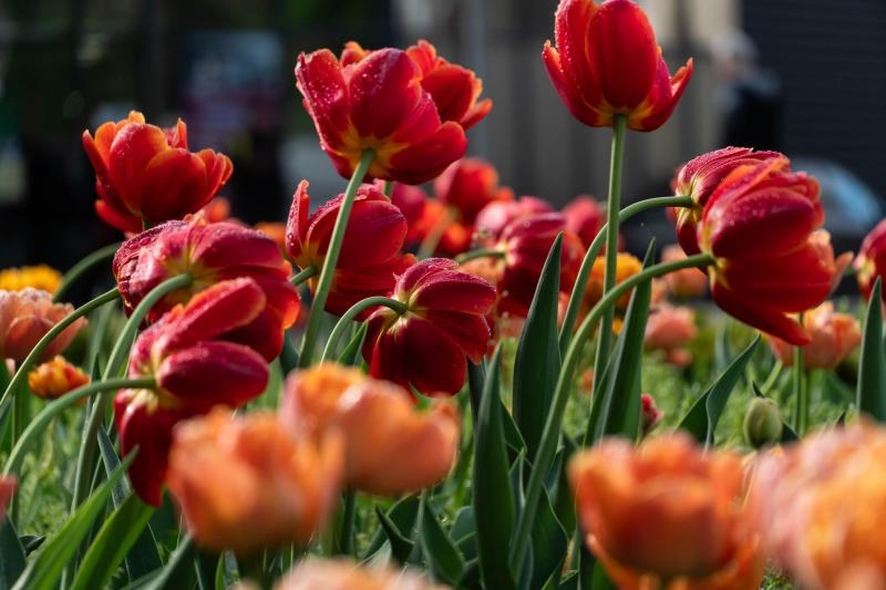 Не сакурами єдиними: в Ужгороді розквітли тисячі різнобарвних тюльпанів