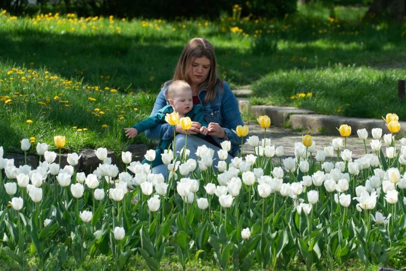 Не сакурами єдиними: в Ужгороді розквітли тисячі різнобарвних тюльпанів
