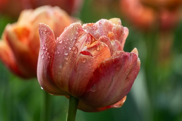 Не сакурами єдиними: в Ужгороді розквітли тисячі різнобарвних тюльпанів