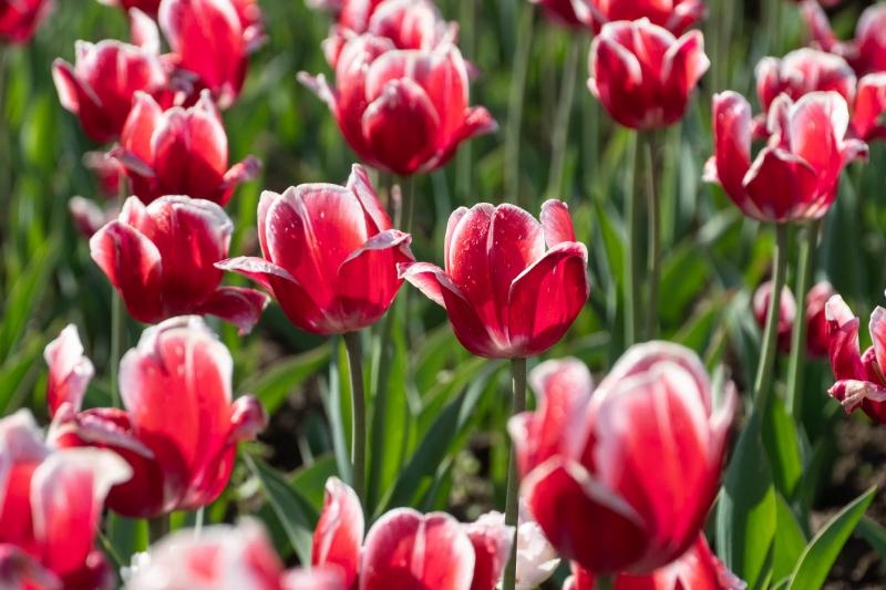 Не сакурами єдиними: в Ужгороді розквітли тисячі різнобарвних тюльпанів