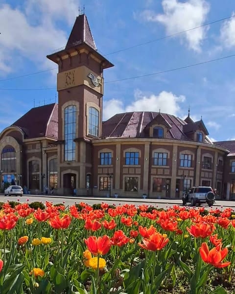 Не сакурами єдиними: в Ужгороді розквітли тисячі різнобарвних тюльпанів