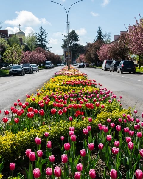 Не сакурами єдиними: в Ужгороді розквітли тисячі різнобарвних тюльпанів