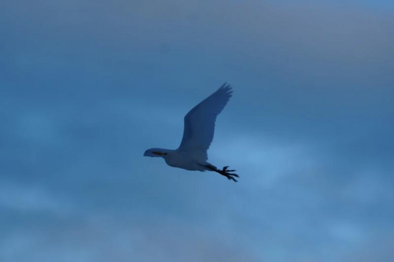 Не живе в Антарктиці: до українських полярників на станцію "Академік Вернадський" завітала єгипетська чапля