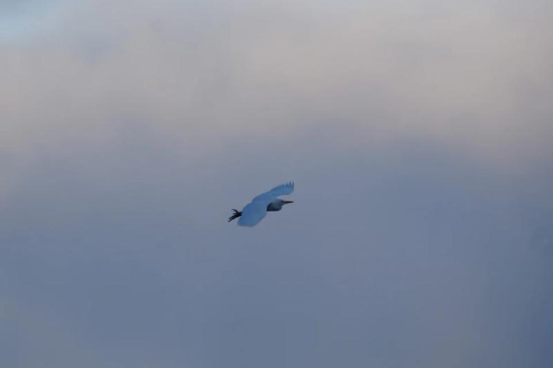 Не живе в Антарктиці: до українських полярників на станцію "Академік Вернадський" завітала єгипетська чапля