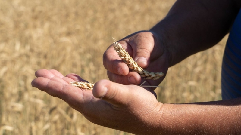 Нова ціна на пшеницю і загалом що відбувається на аграрному ринку України