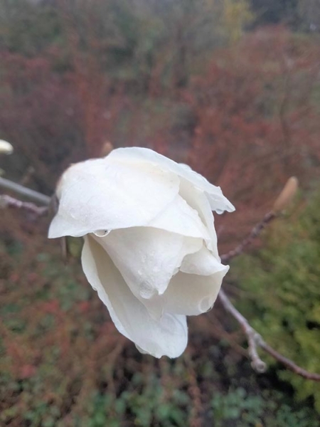 Примхи природи: в Дніпрі у ботсаду починають розквітати магнолії