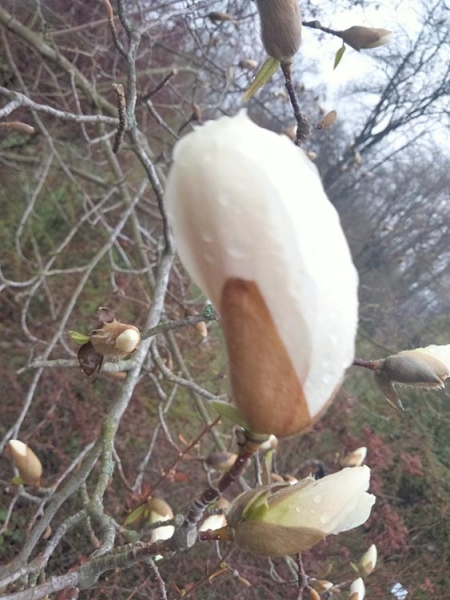 Примхи природи: в Дніпрі у ботсаду починають розквітати магнолії