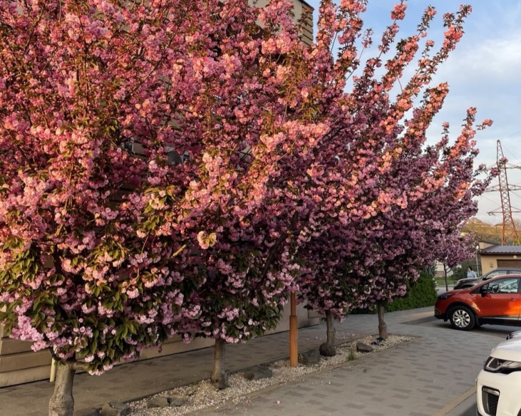 Сезон сакури в Ужгороді 2025: де шукати?