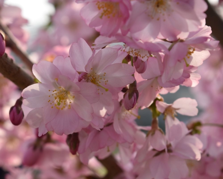 Сезон сакури в Ужгороді 2025: де шукати?