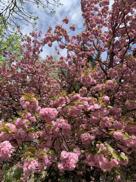 Сезон сакури в Ужгороді 2025: де шукати?