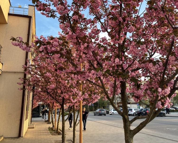 Сезон сакури в Ужгороді 2025: де шукати?