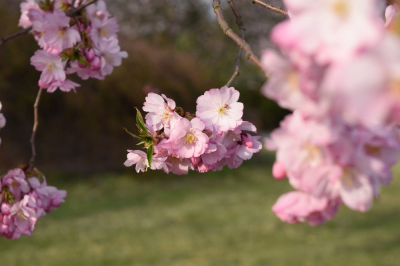 Сезон сакури в Ужгороді 2025: де шукати?