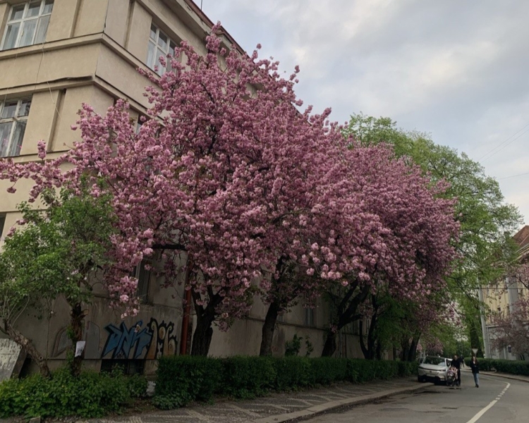 Сезон сакури в Ужгороді 2025: де шукати?