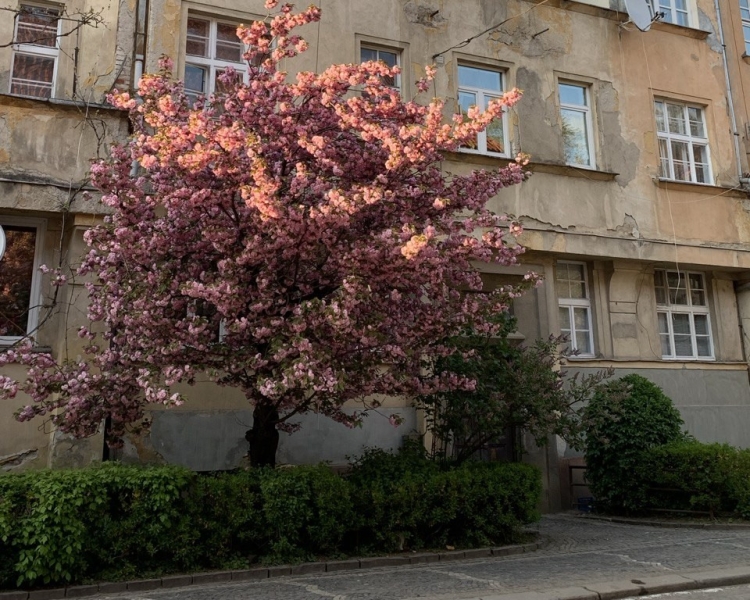 Сезон сакури в Ужгороді 2025: де шукати?