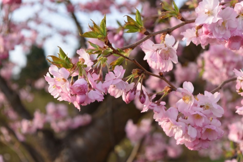 Сезон сакури в Ужгороді 2025: де шукати?