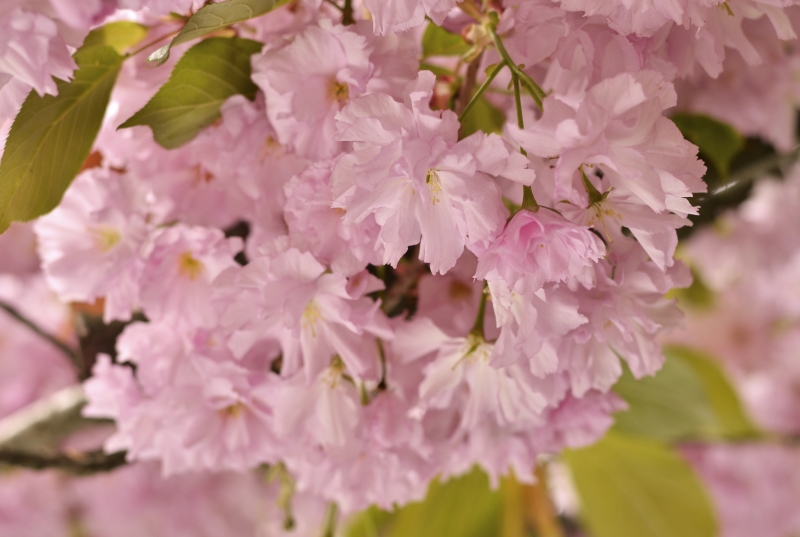 Сезон сакури в Ужгороді 2025: де шукати?