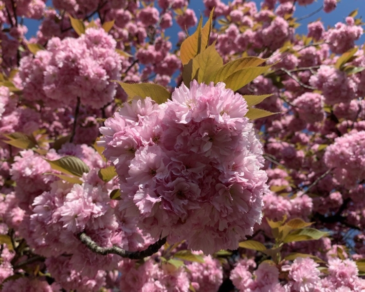 Сезон сакури в Ужгороді 2025: де шукати?