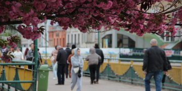 Сезон сакури в Ужгороді 2025: де шукати?