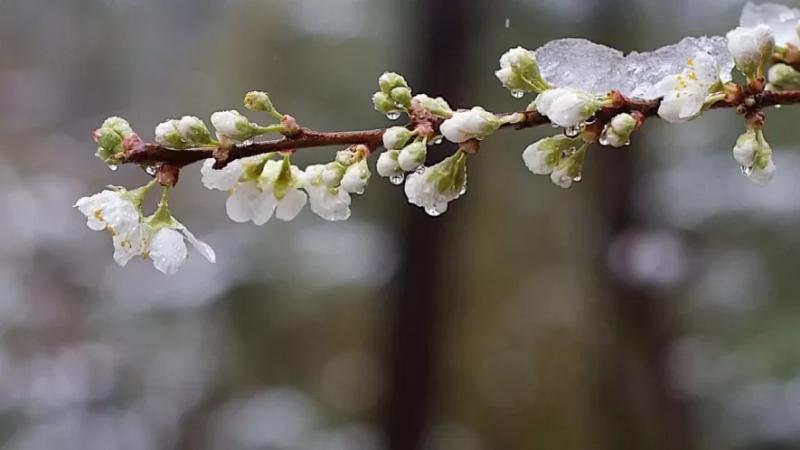 Сюрприз від погоди: з 6 квітня в Україну повертаються заморозки