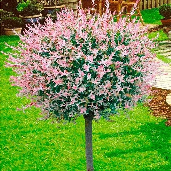 У Сарнах вкрали Харуко-нішикі