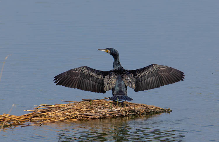 У соцмережі показали баклана, який засмагає