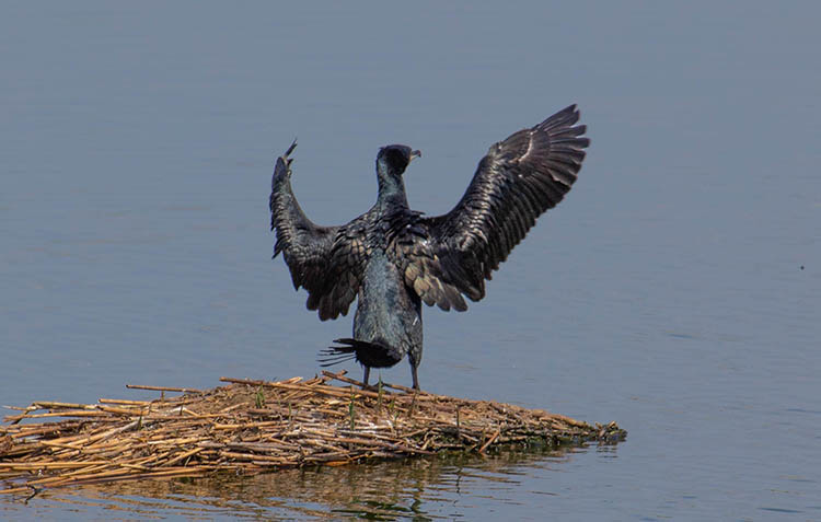 У соцмережі показали баклана, який засмагає