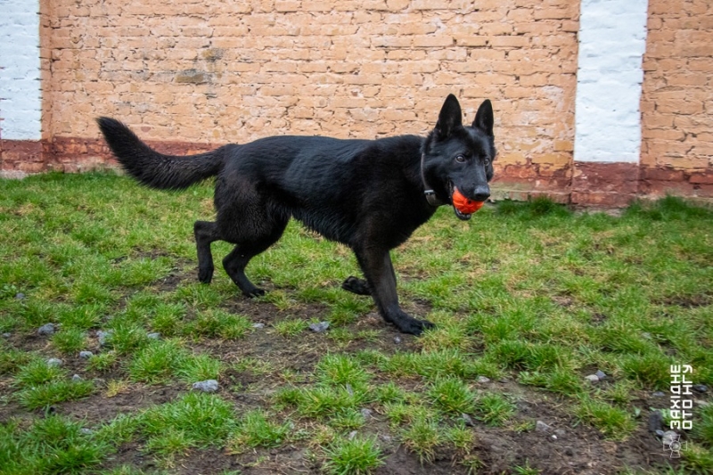 У вінницькій частині Нацгвардії розказали історії гвардійця-кінолога та його службових собак